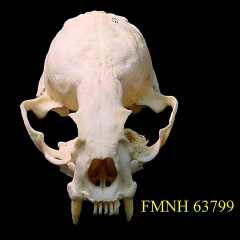 Skull of a Smooth Otter, 
copyright Dr. Christopher J. Yahnke, University of Wisconsin